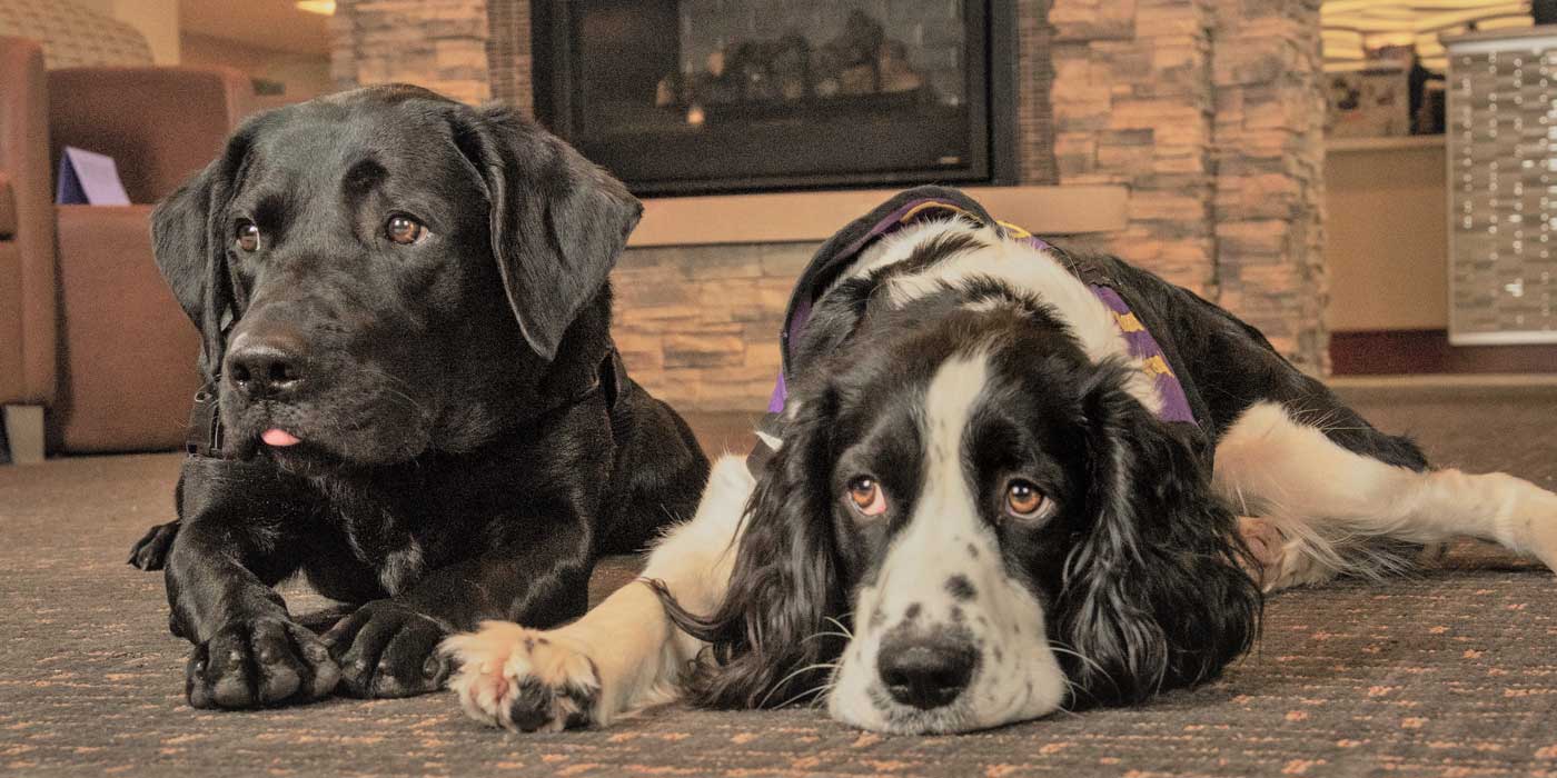 Rosie & Orion, founding dogs, lie on the floor together