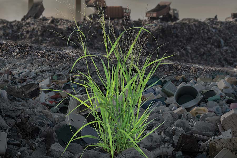 illustration of switchgrass in a landfill