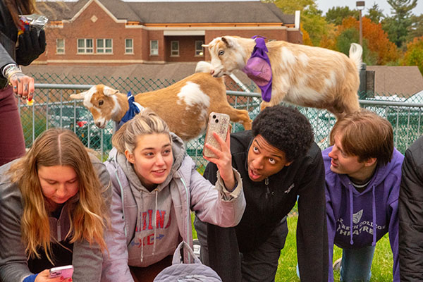 students participating in goat yoga