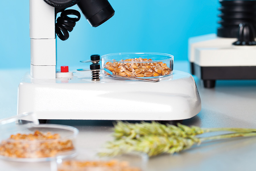microscope examining food grains